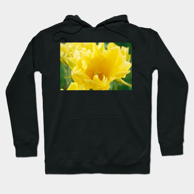 Tulipa  &#39;Yellow Spider&#39;  Tulip Hoodie by chrisburrows